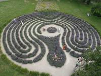 lavender labyrinth